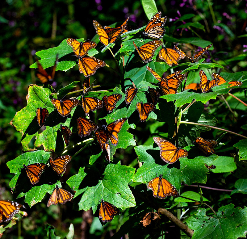 dozens of orange spotted butterfly resting on a plant in a butterfly garden