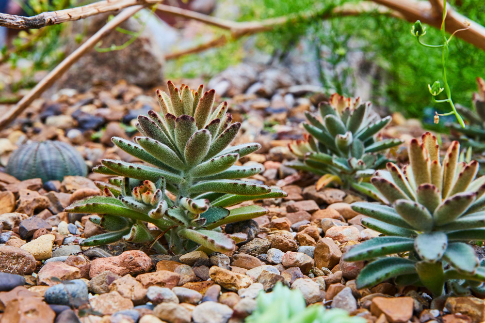 A close up of succulent plants in pebbles representing an example of xeriscaping