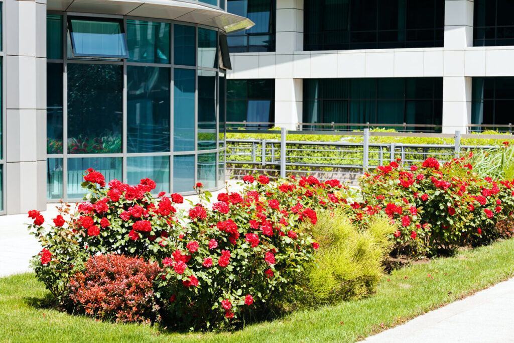 Rose bush in the park